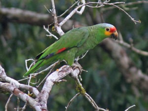 Red-lored Parrot