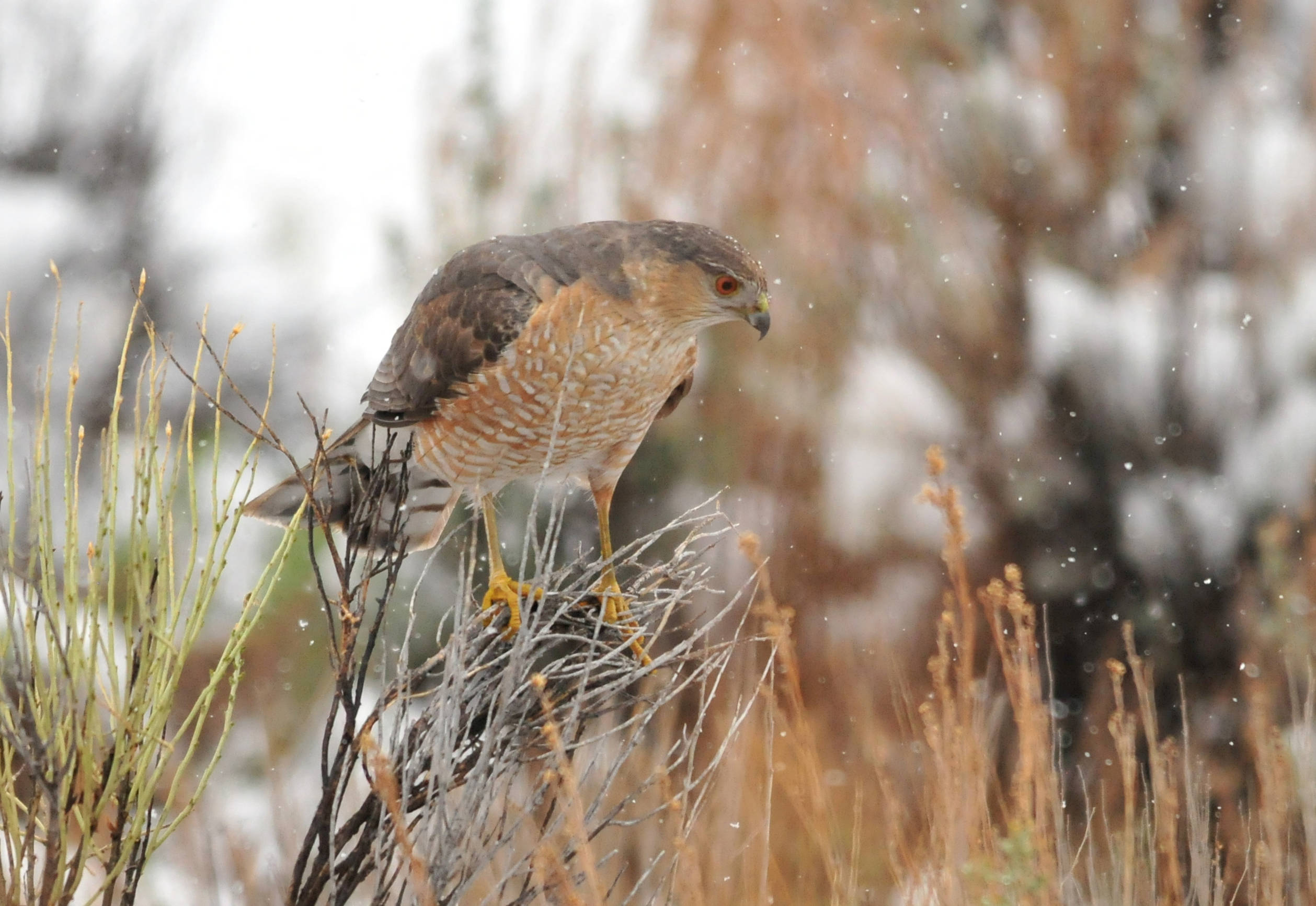 Tom Koerner, U.S. Fish & Wildlife Service