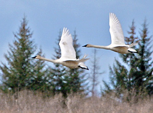 TrumpeterSwans