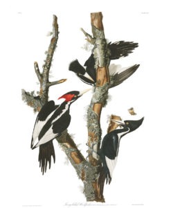Ivory-billed Woodpecker