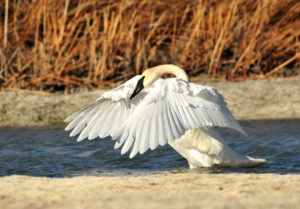 Trumpeter Swan