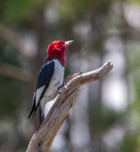 Red-headed Woodpecker