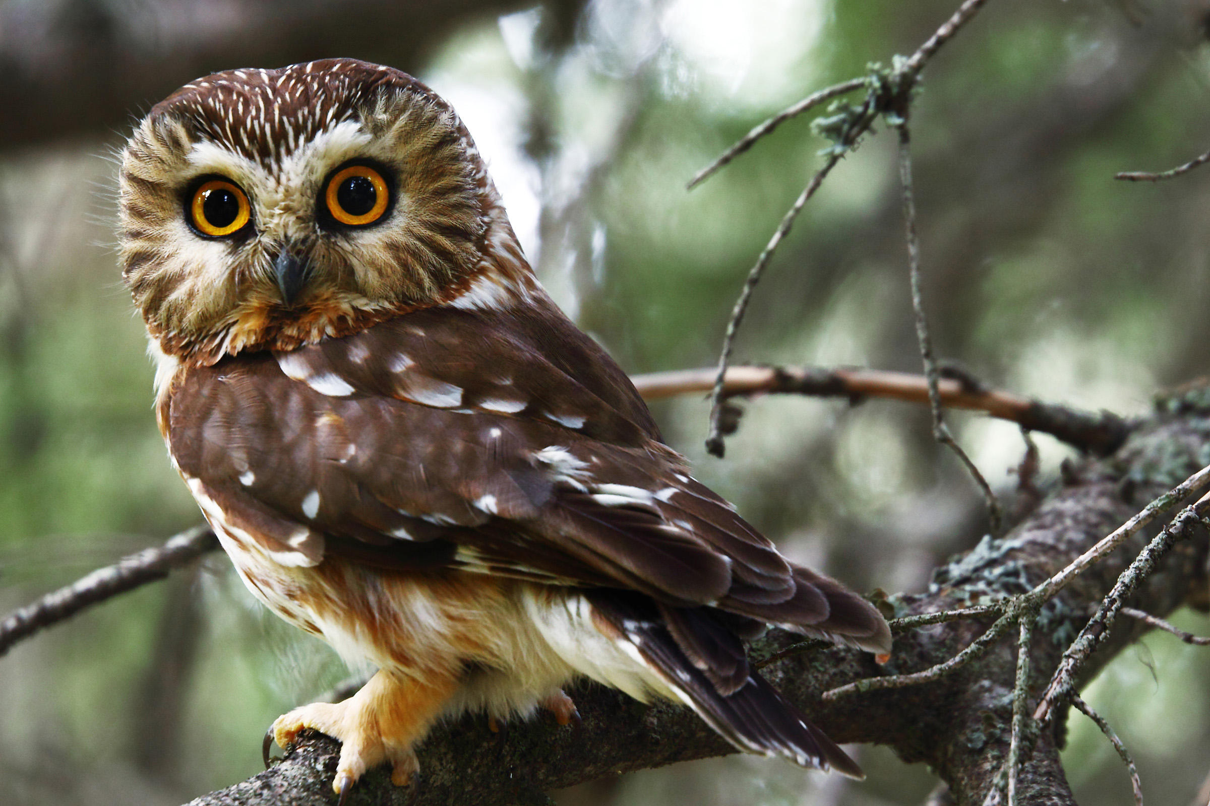 Northern Saw Whet Owl Migration Study Minnesota River Valley