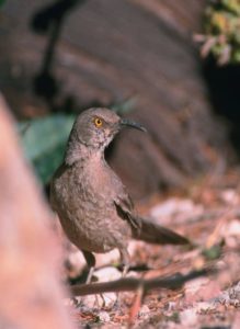 Curve-billed thrush