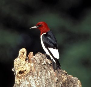 Red-headed Woodpecker