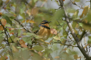 Male Varied Thrush
