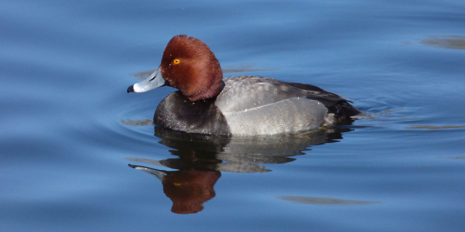 Gallery Minnesota River Valley Audubon Chapter