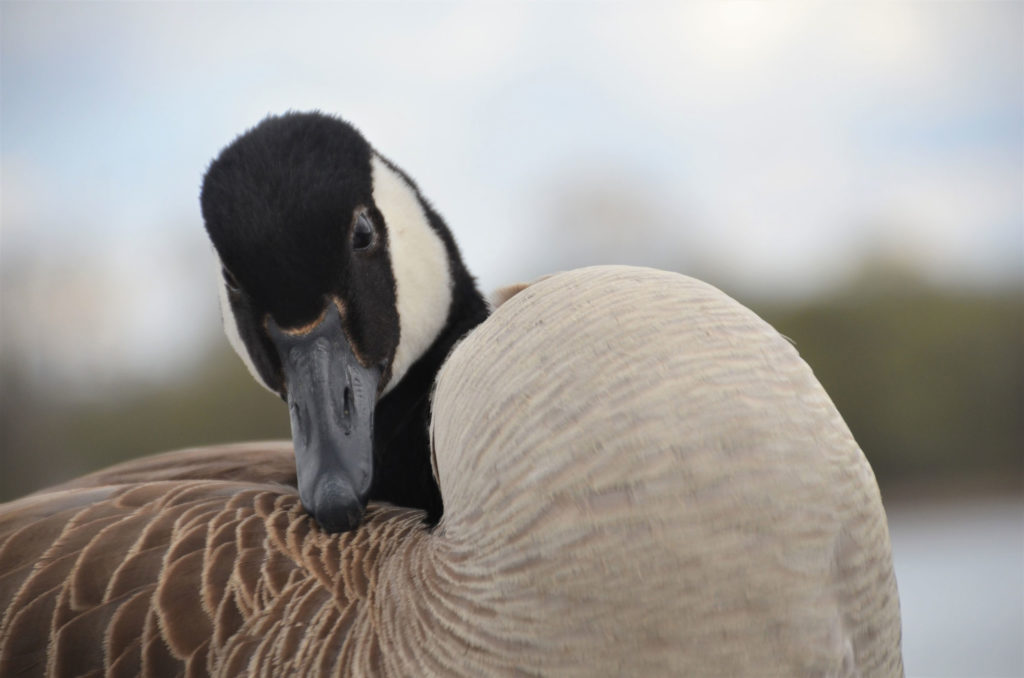 Gallery Minnesota River Valley Audubon Chapter