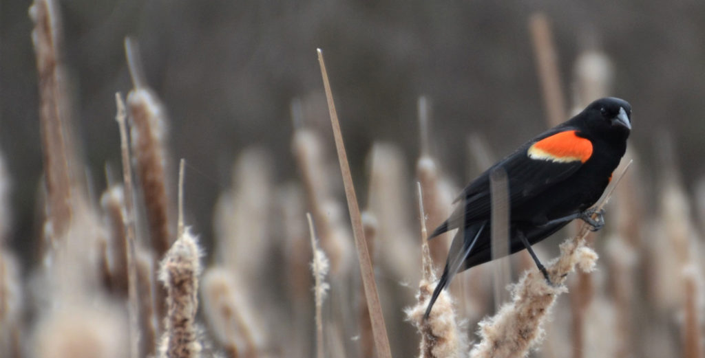 Gallery Minnesota River Valley Audubon Chapter