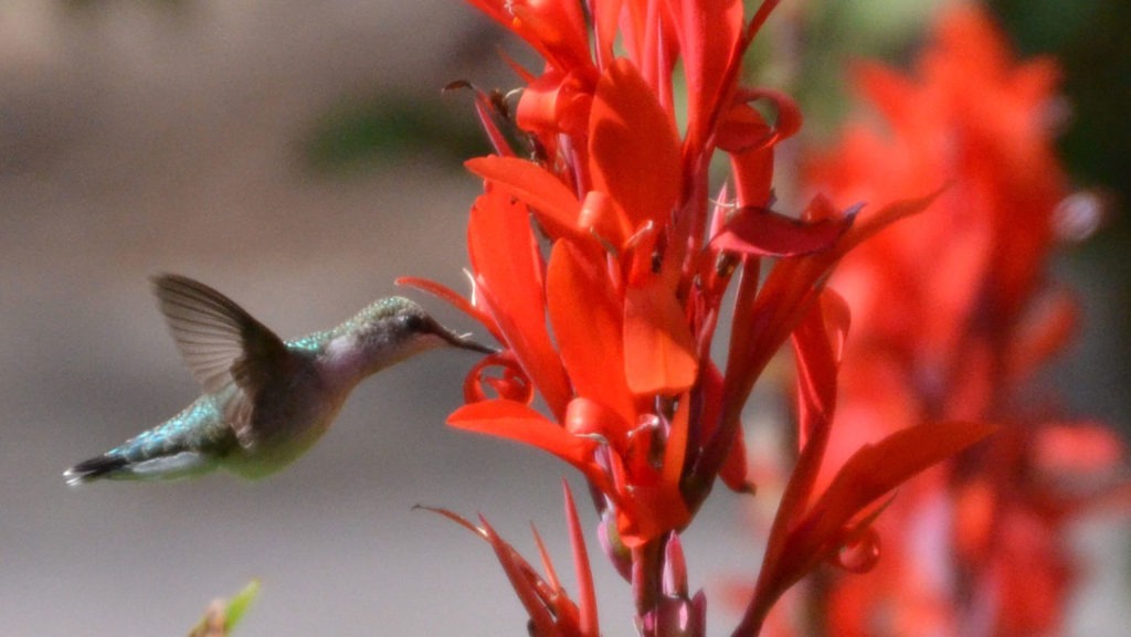 Gallery Minnesota River Valley Audubon Chapter