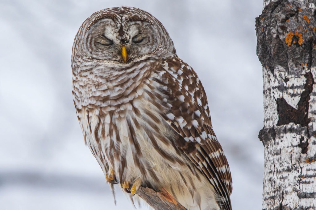 Gallery Minnesota River Valley Audubon Chapter