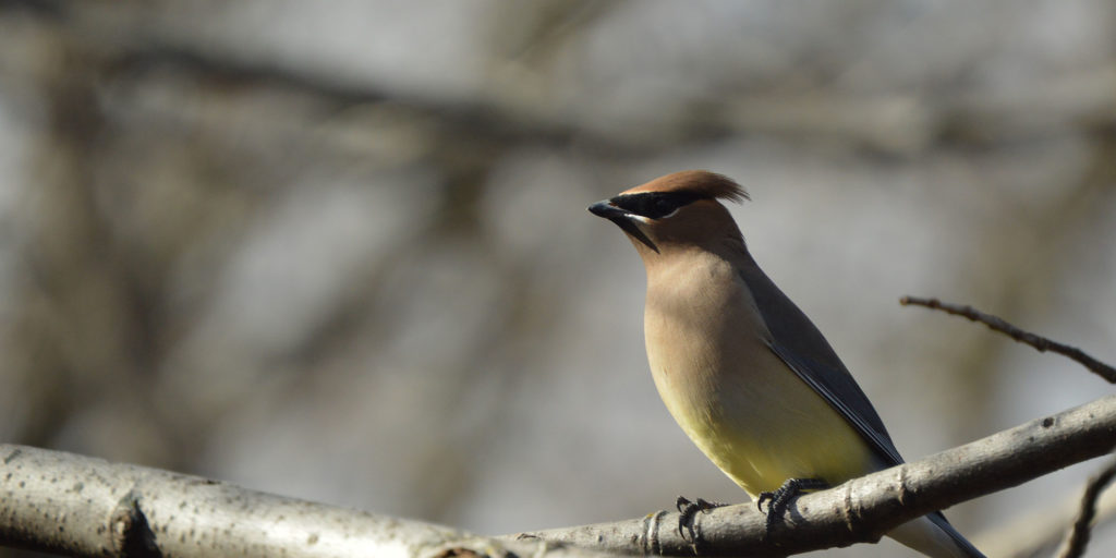 Gallery Minnesota River Valley Audubon Chapter