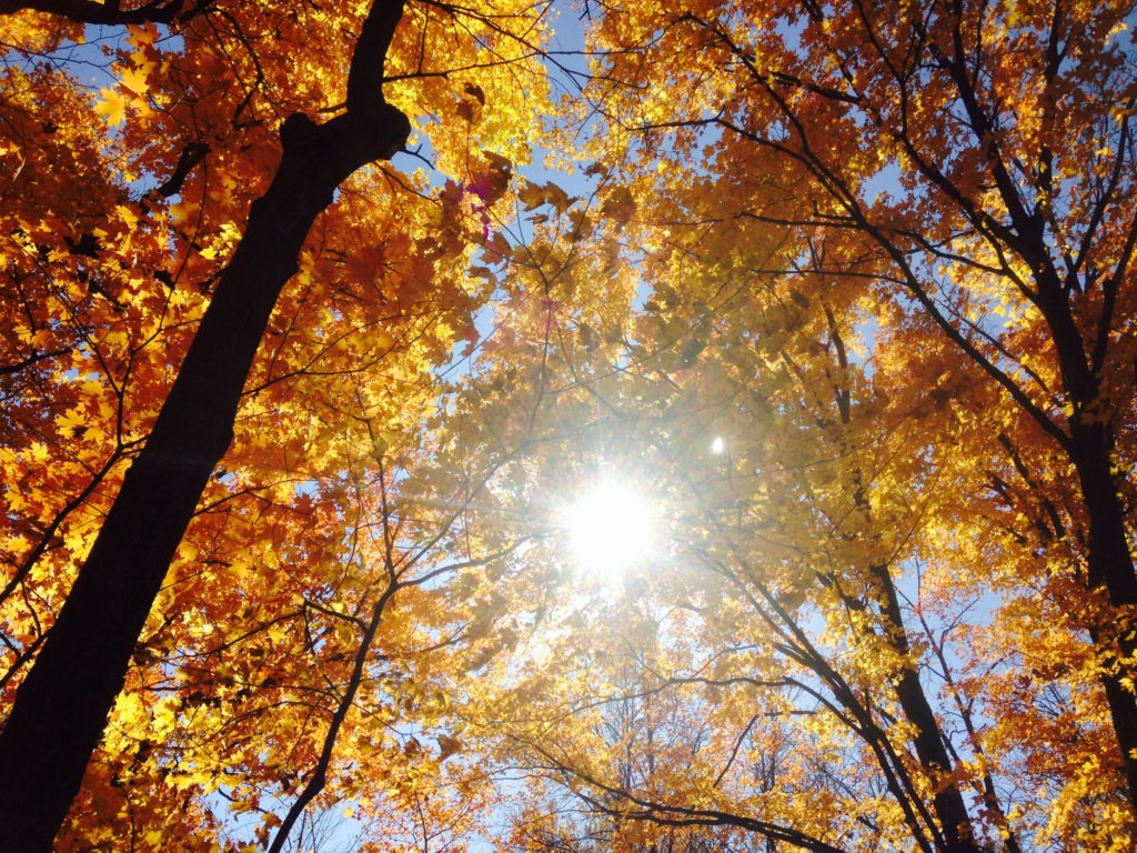 Gallery Minnesota River Valley Audubon Chapter