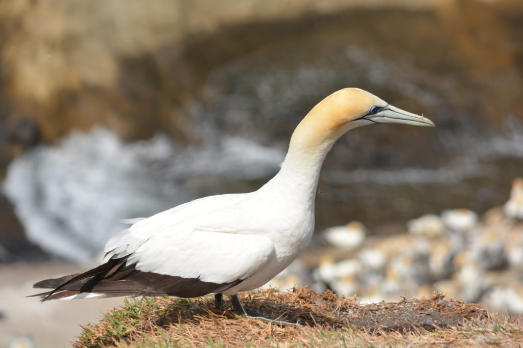 Gallery Minnesota River Valley Audubon Chapter