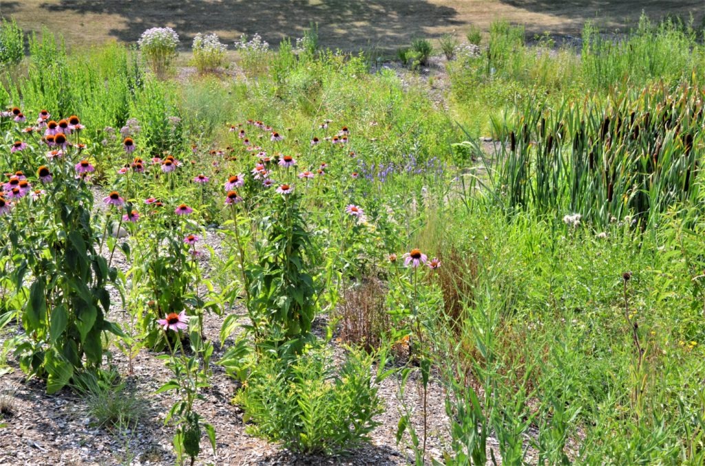 Poplar Bridge Elementary School Minnesota River Valley Audubon Chapter