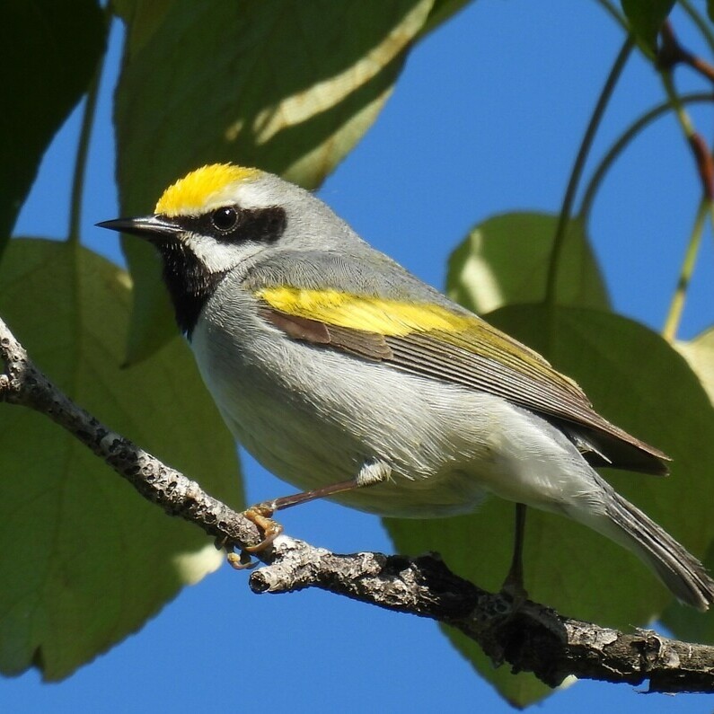 A Golden-winged Warbler perched on a tree branch with leaves and a clear sky in the background.