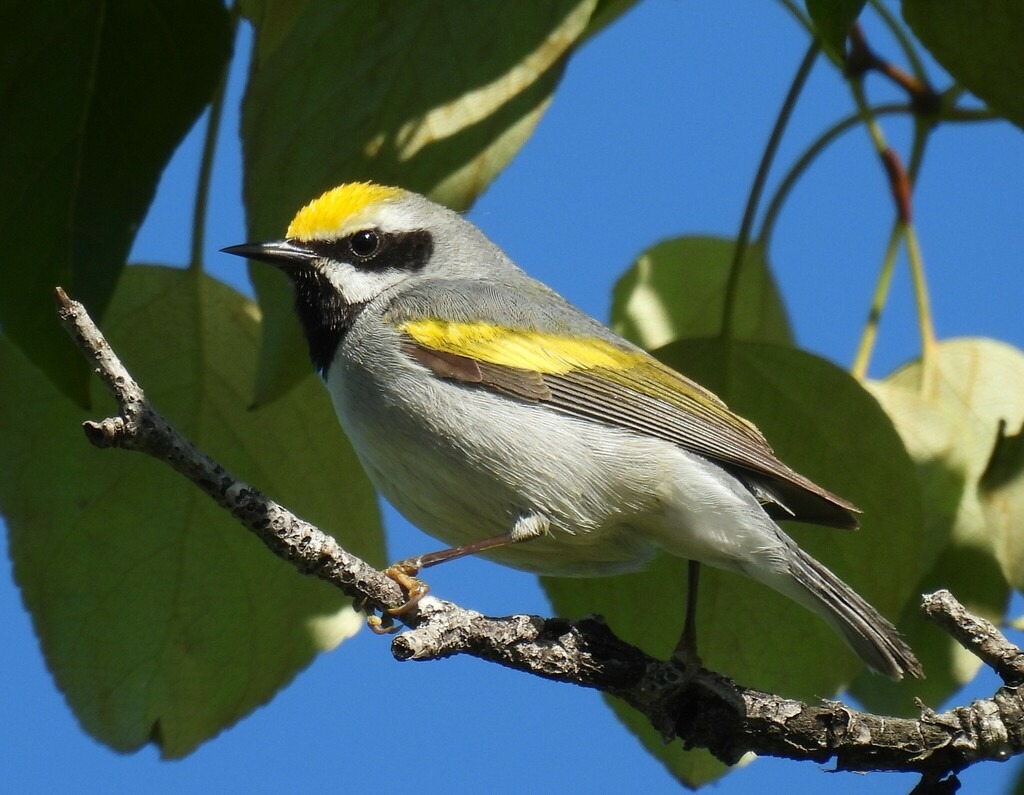 A Golden-winged Warbler perched on a tree branch with leaves and a clear sky in the background.