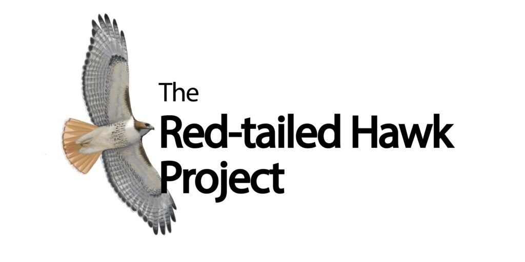 Feb. 26 program recording: The Red-tailed Hawk Project - Minnesota ...